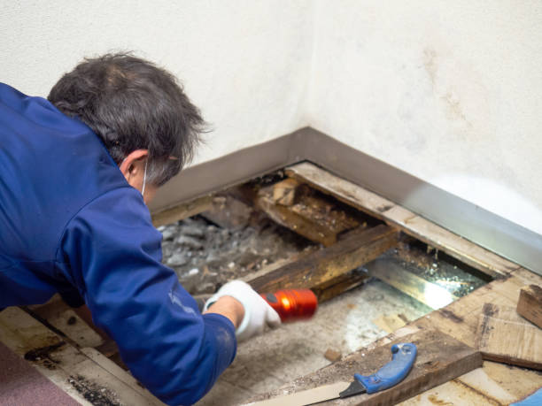 Professional Mold Removal in Rancho Murieta, CA