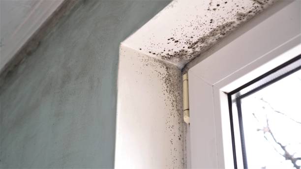 Best Toxic Mold Removal  in Rancho Murieta, CA