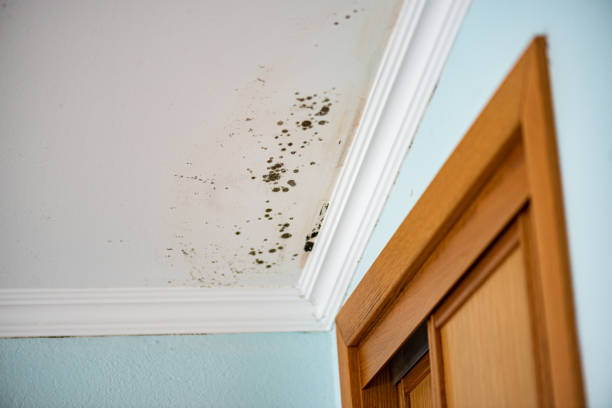 Best Best Mold Removal Companies  in Rancho Murieta, CA