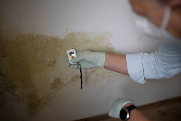 Best Same-Day Mold Removal  in Rancho Murieta, CA