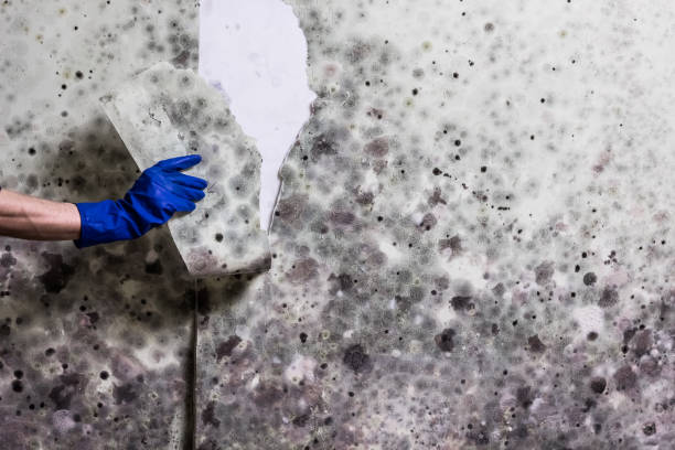 Best Mold Cleaning Services  in Rancho Murieta, CA