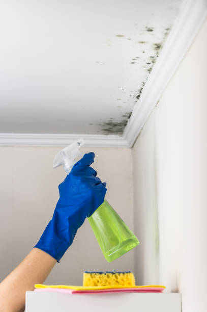 Best Mold Removal Company Near Me  in Rancho Murieta, CA