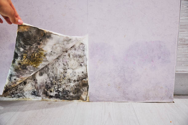 Best Professional Mold Removal  in Rancho Murieta, CA